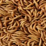 чистые коммерческие черви