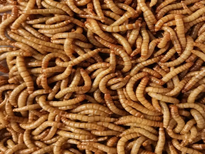 чистые коммерческие черви