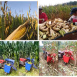 corn harvesting machine