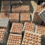 application de plateaux à œufs
