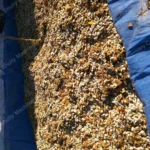 sementes de abóbora extraídas