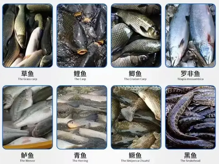 fish spices for skin removing