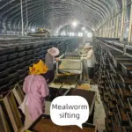 выращивание мучных червей