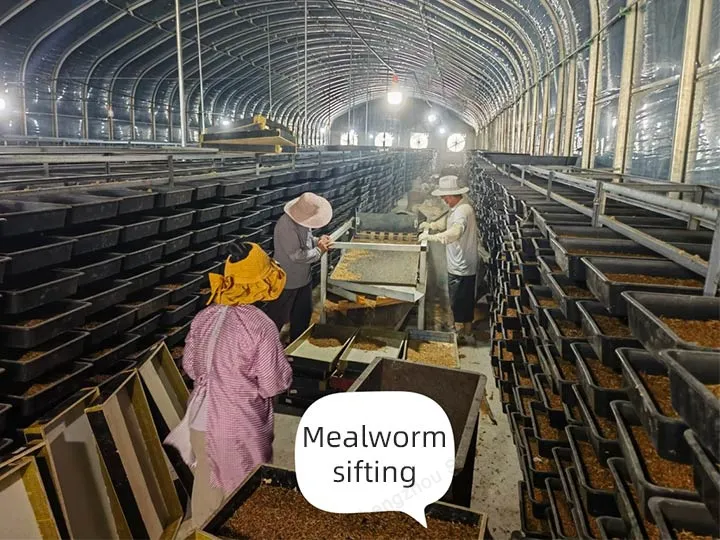 выращивание мучных червей