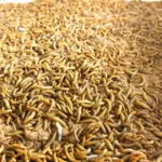 личинка мучного жука для просеивания