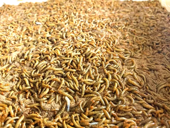 личинка мучного жука для просеивания