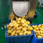 Geschälte Kartoffeln durch die Kartoffelreinigungsmaschine