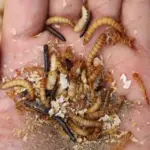 отделены плохие черви