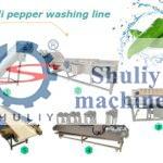 chili pepper washing drying line