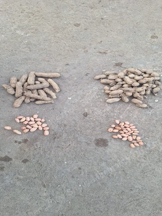 فول سوداني عميل غانا